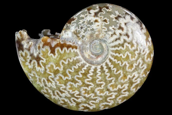 Polished, Agatized Ammonite (Cleoniceras) - Madagascar #97342